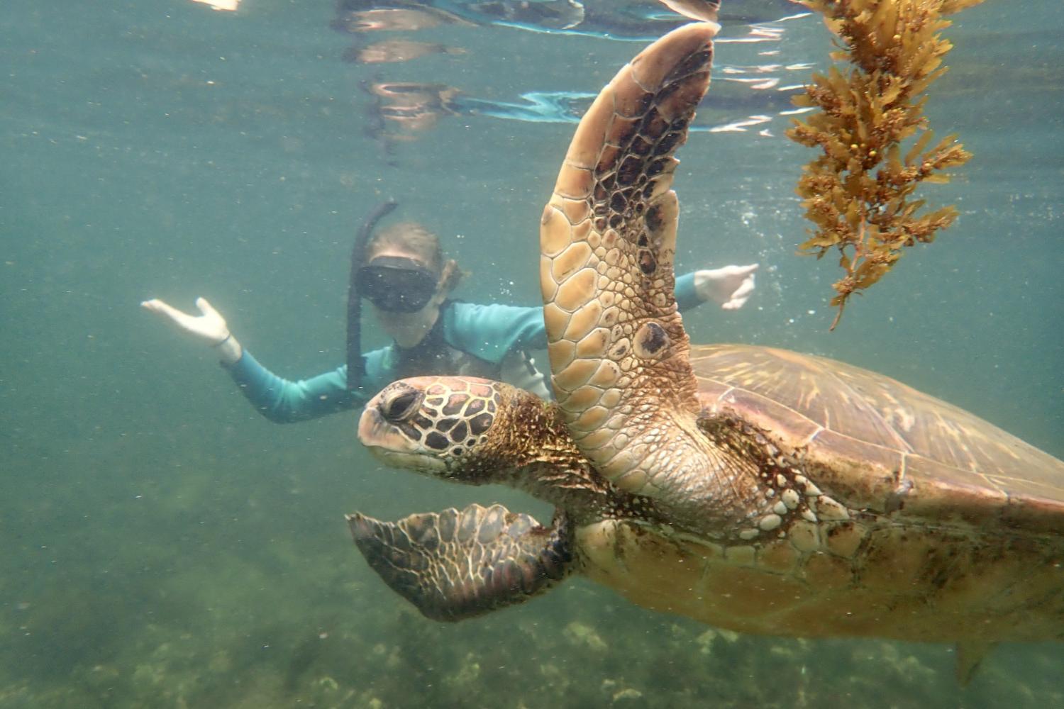 一名<a href='http://nscj.ngskmc-eis.net'>bv伟德ios下载</a>学生在Galápagos群岛游学途中与一只巨龟游泳.